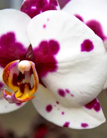 Пятнистая Орхидея фаленопсис