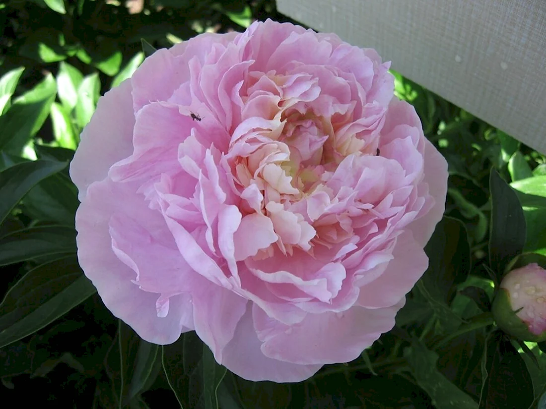Пион Адмирал Скакодуб