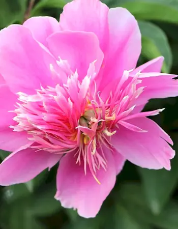 Пион herbaceous Peony