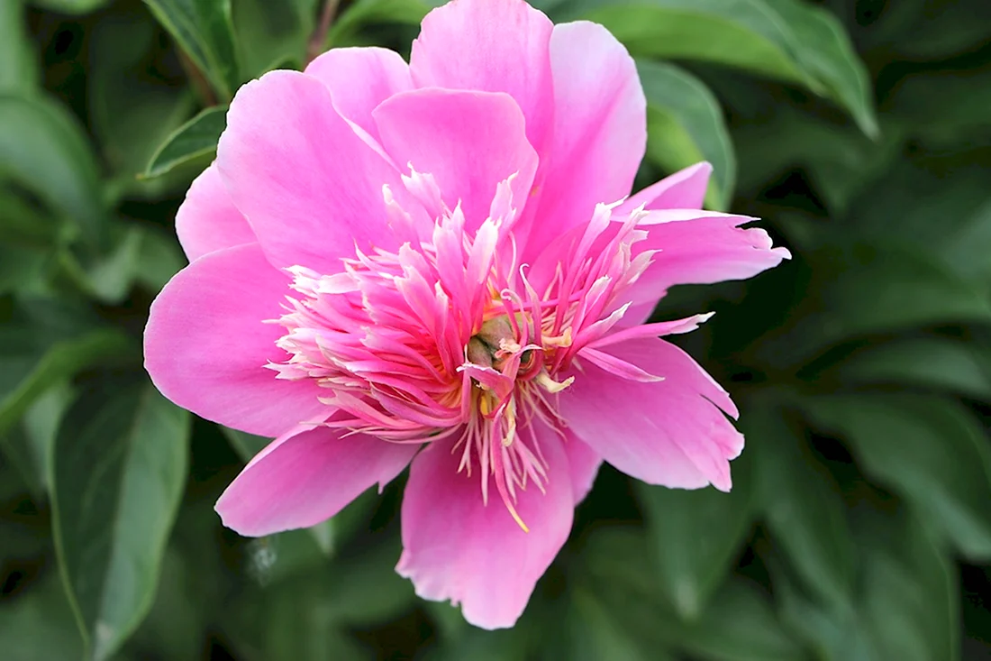 Пион herbaceous Peony