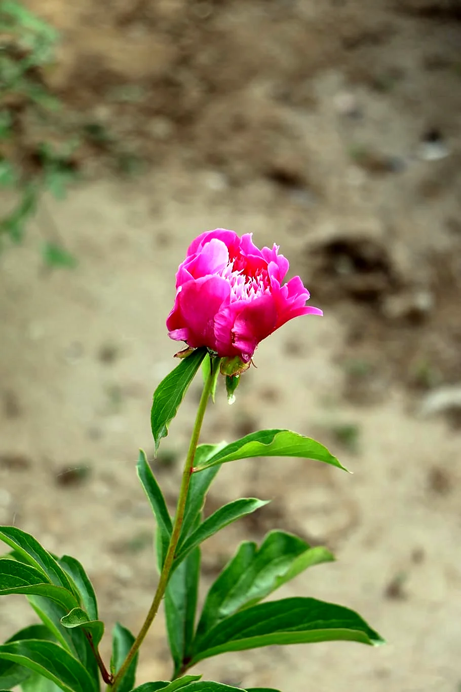Пион herbaceous Peony