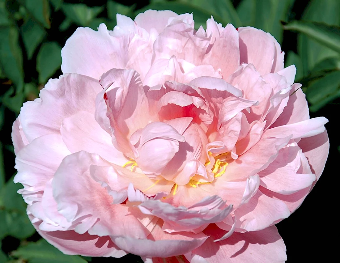 Пион Миллениум Скакодуб