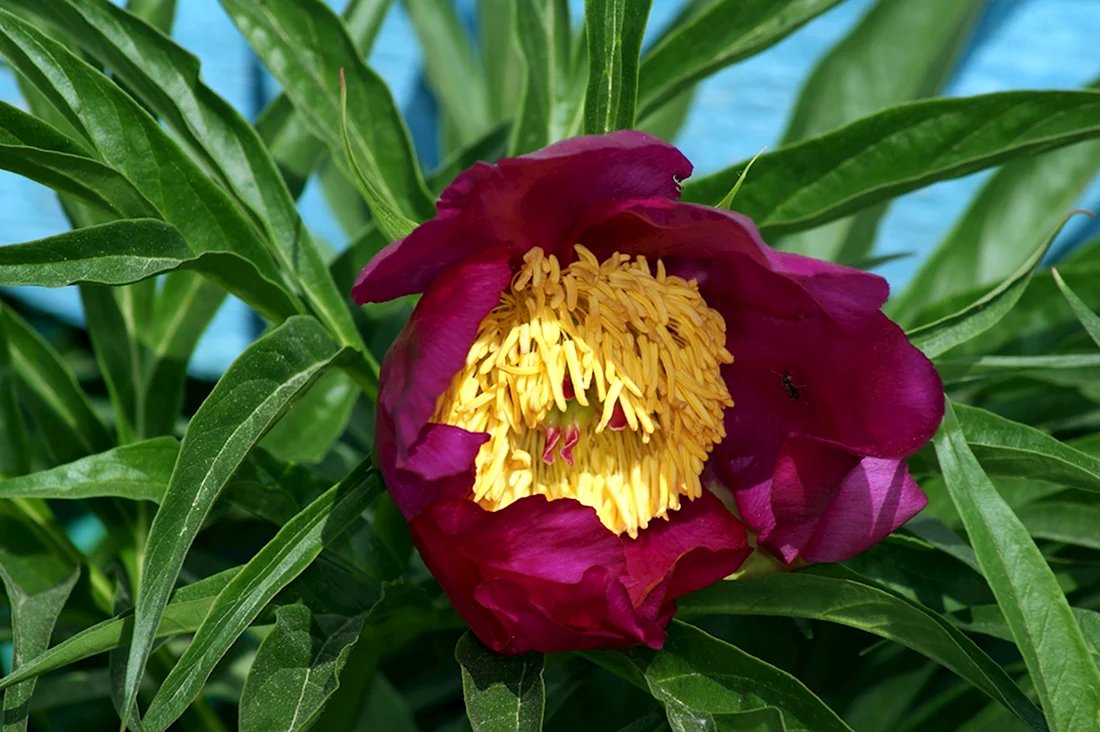Пион уклоняющийся Paeonia anomala