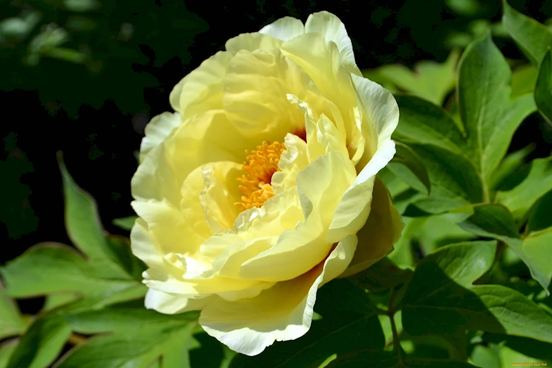 Пион Yellow Crown