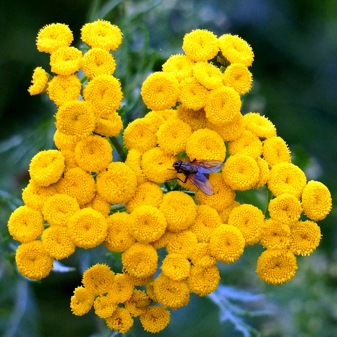 Пижма обыкновенная Tanacetum vulgare