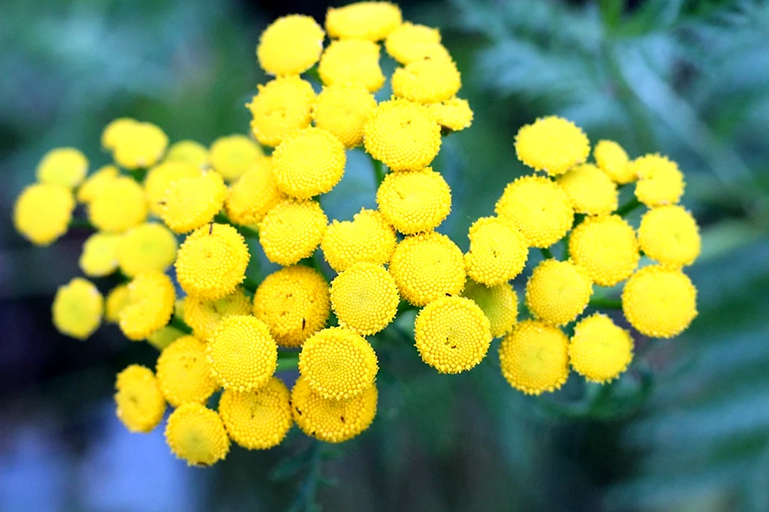 Пижма Tanacetum Garden Treasure