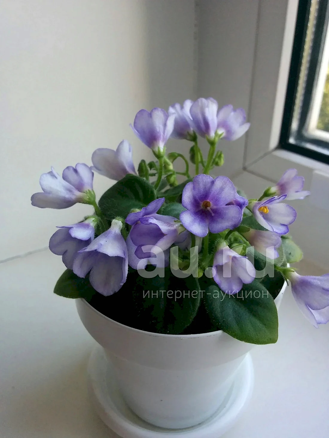 Полуминиатюрные фиалки