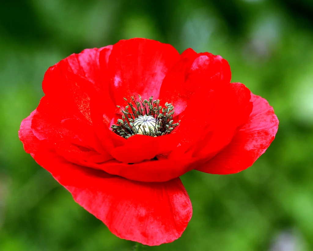 Poppy Мак