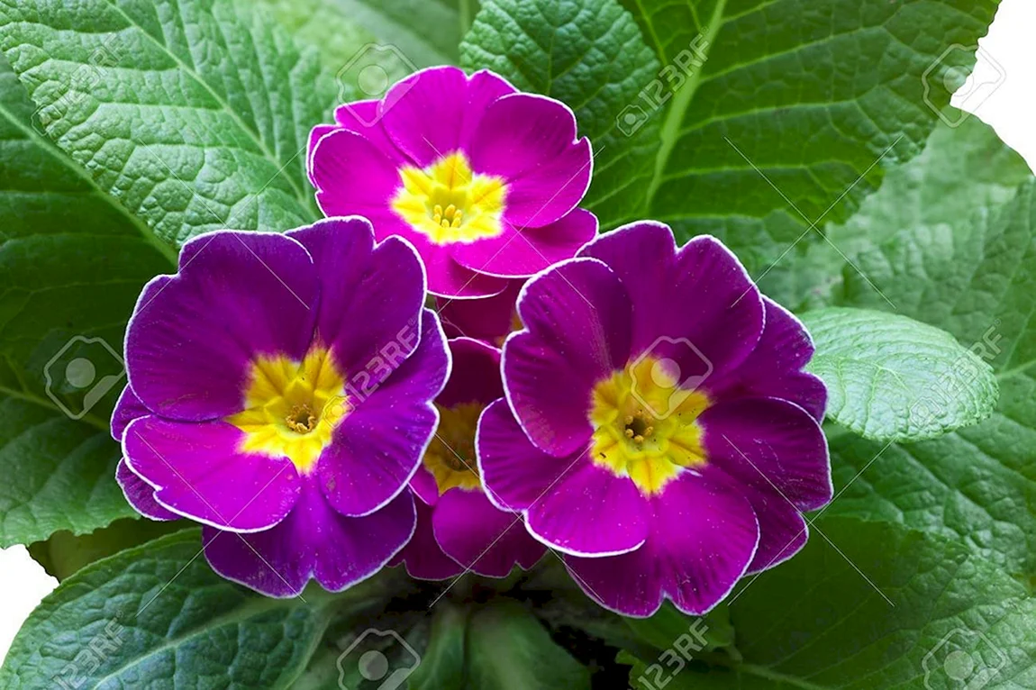 Primrose Polyanthus Bordeaux