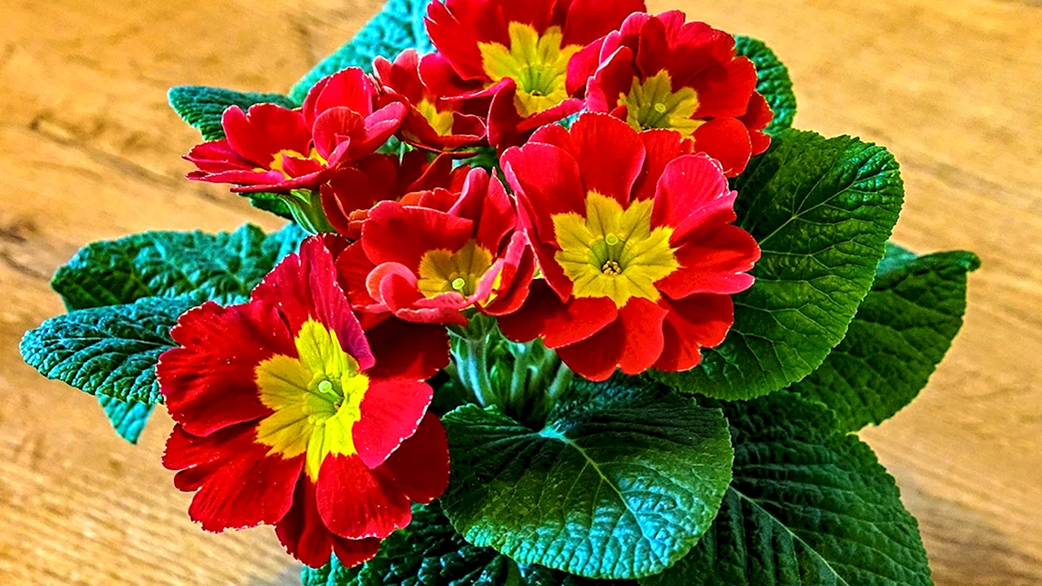 Примула