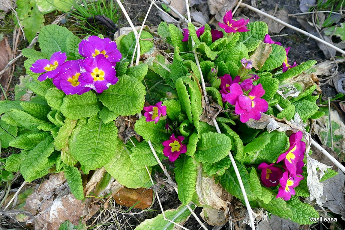 Примула акаулис Сирокко