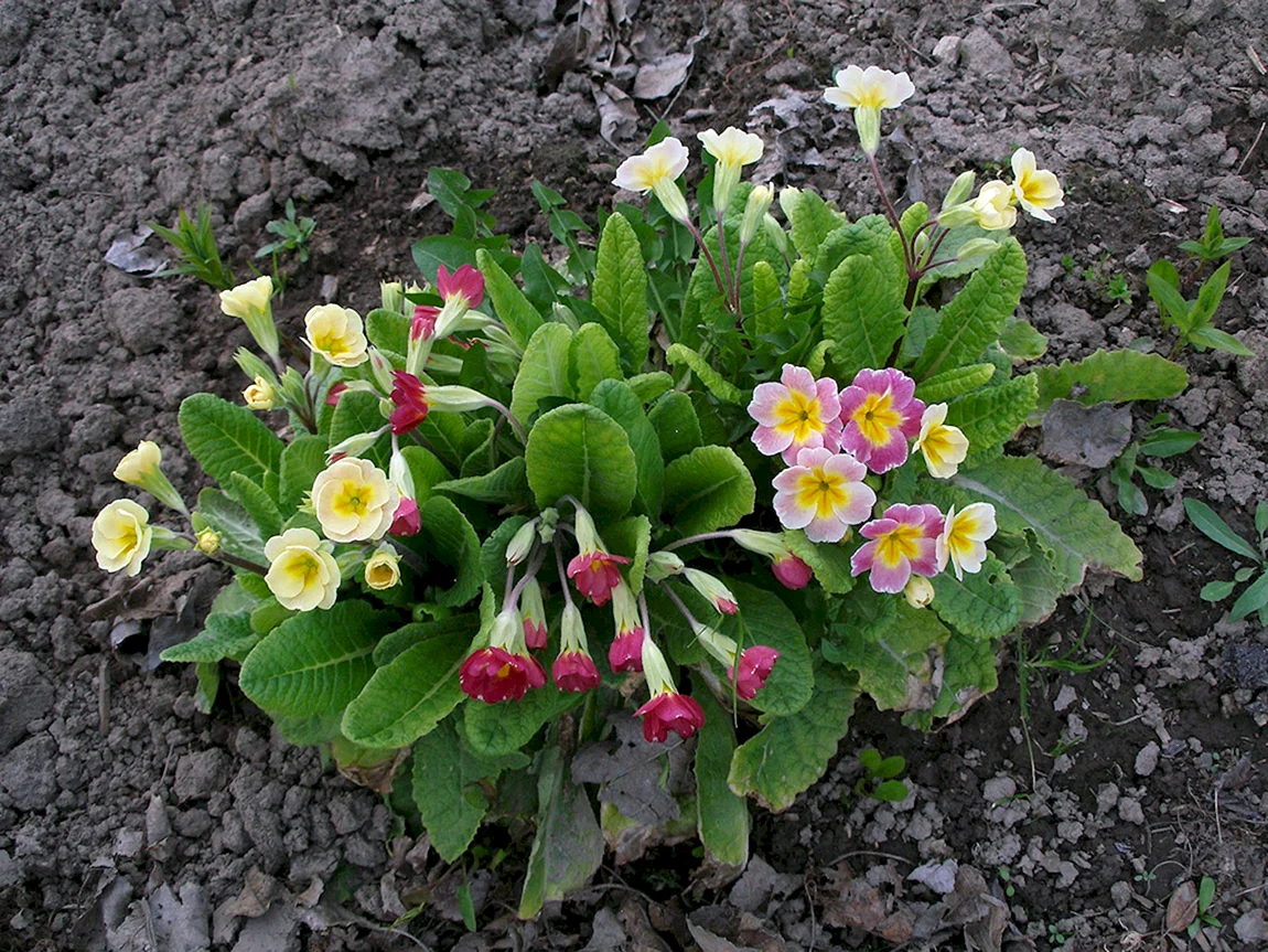 Примула Франческа