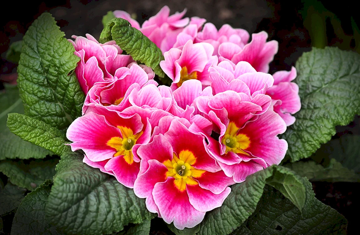 Примула кьюская