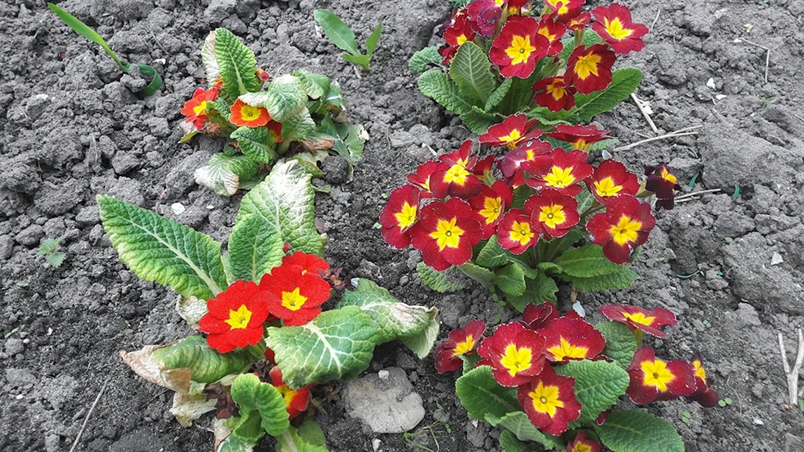 Примула Primula Purple Pip