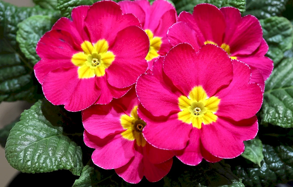 Примула Primula vulgaris Red