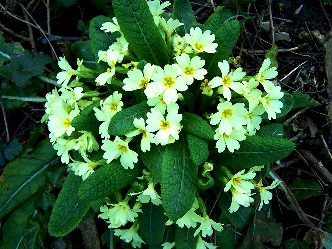 Примула Сибирская