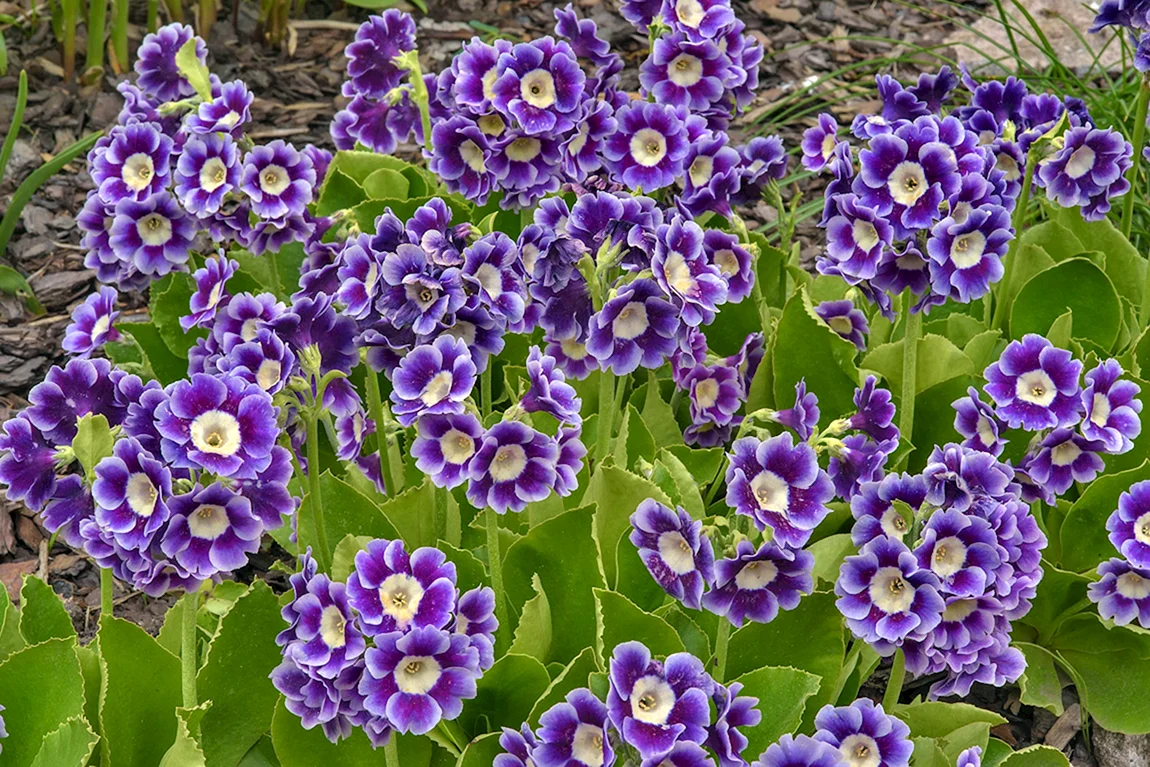 Примула ушковая
