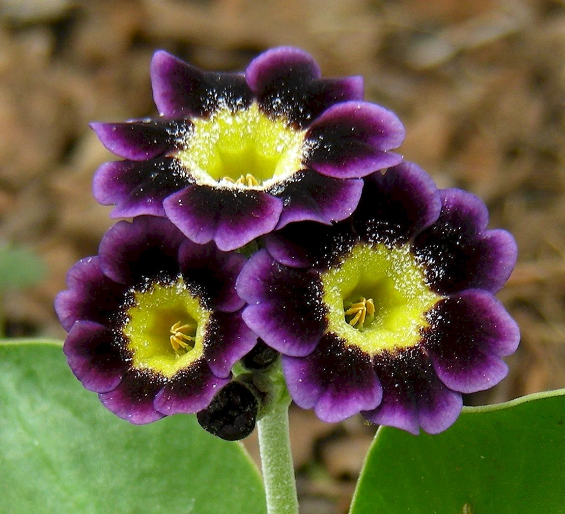 Примулы Oreophlomis