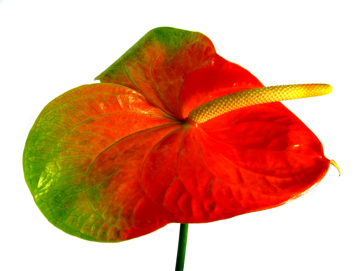 Pure Orange Антуриум