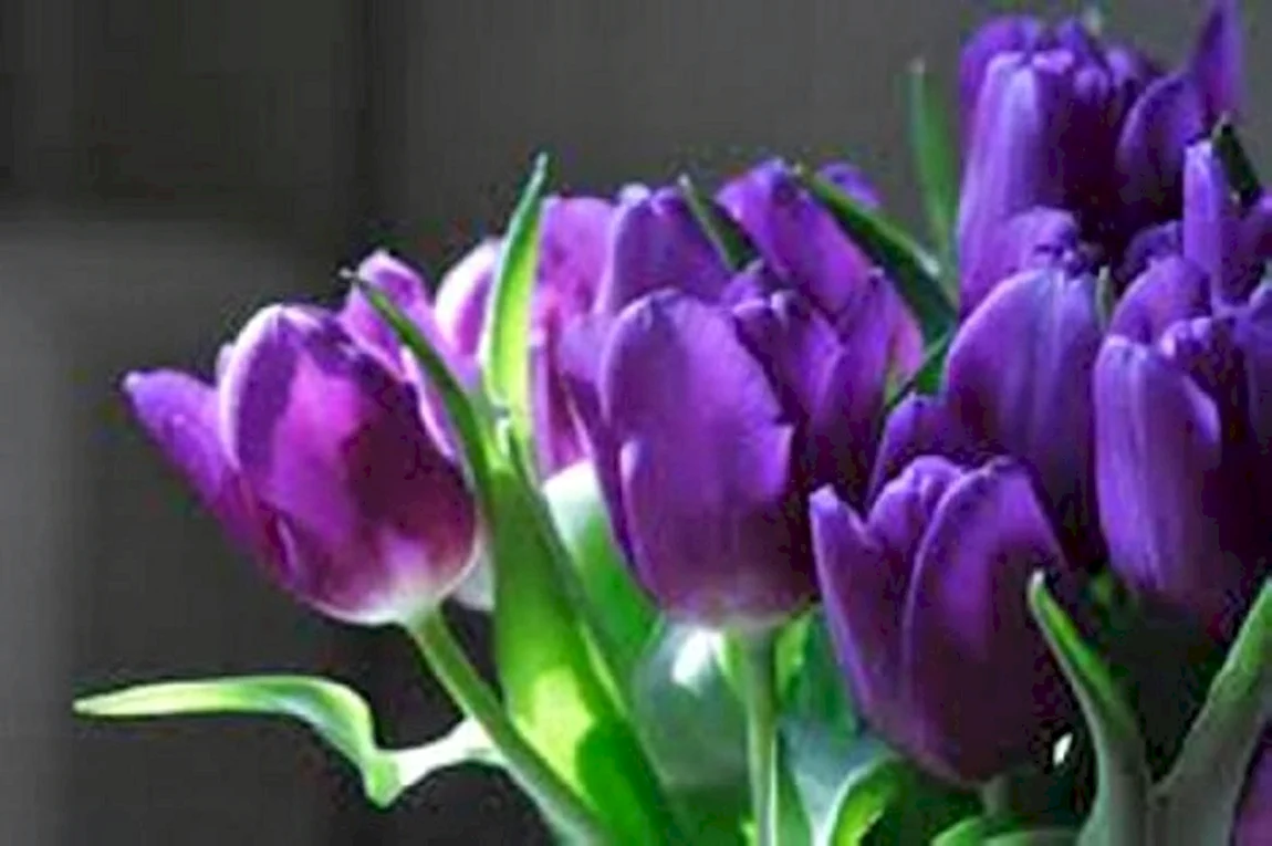 Purple Sensation тюльпан