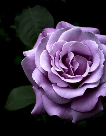 Пурпурная роза Геншин