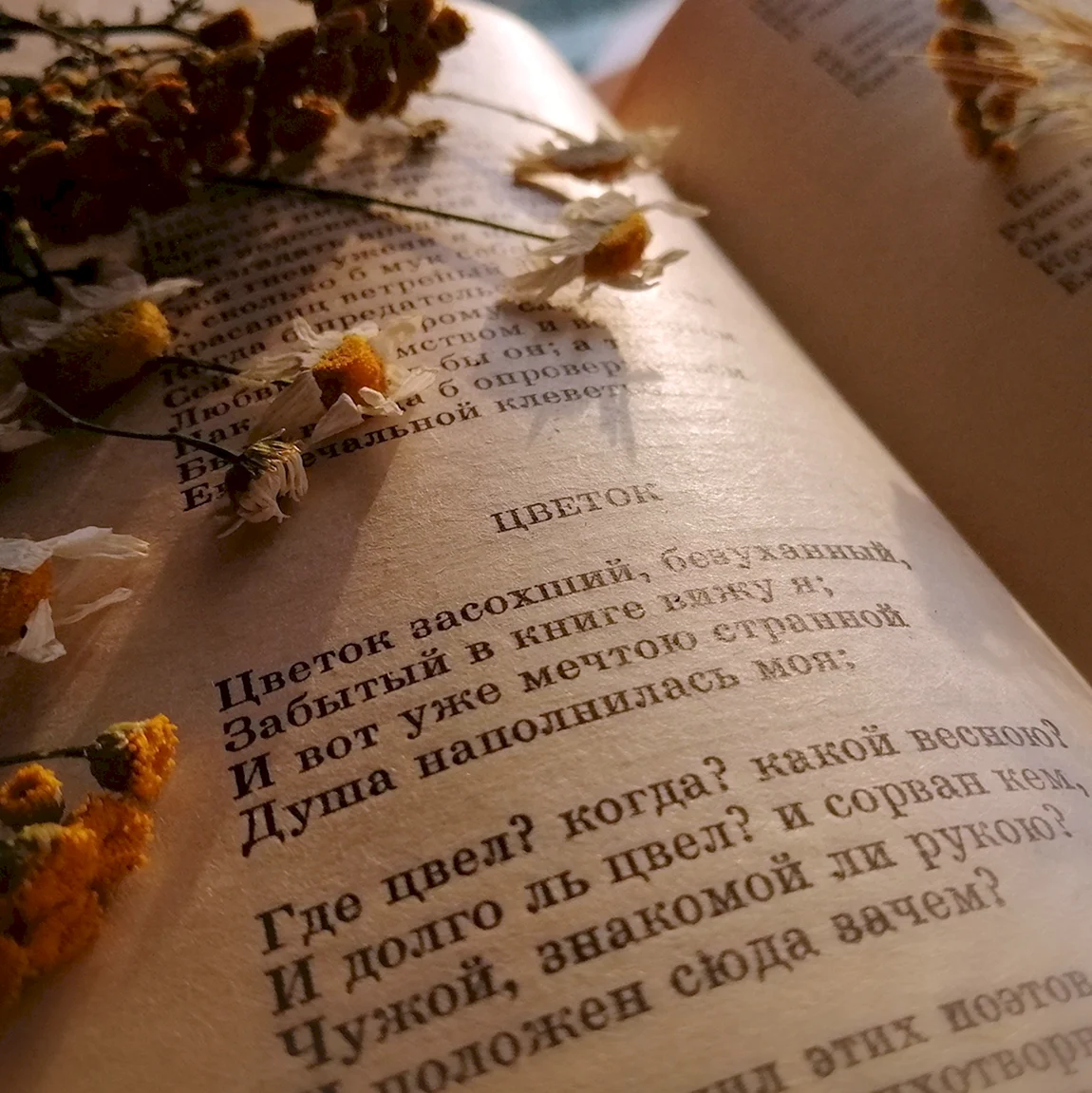 Пушкин цветок засохший безуханный