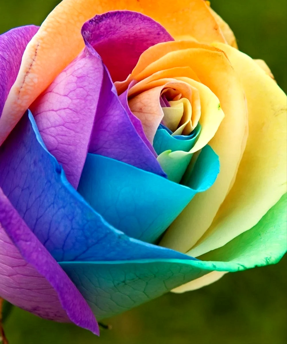 Радуга роз