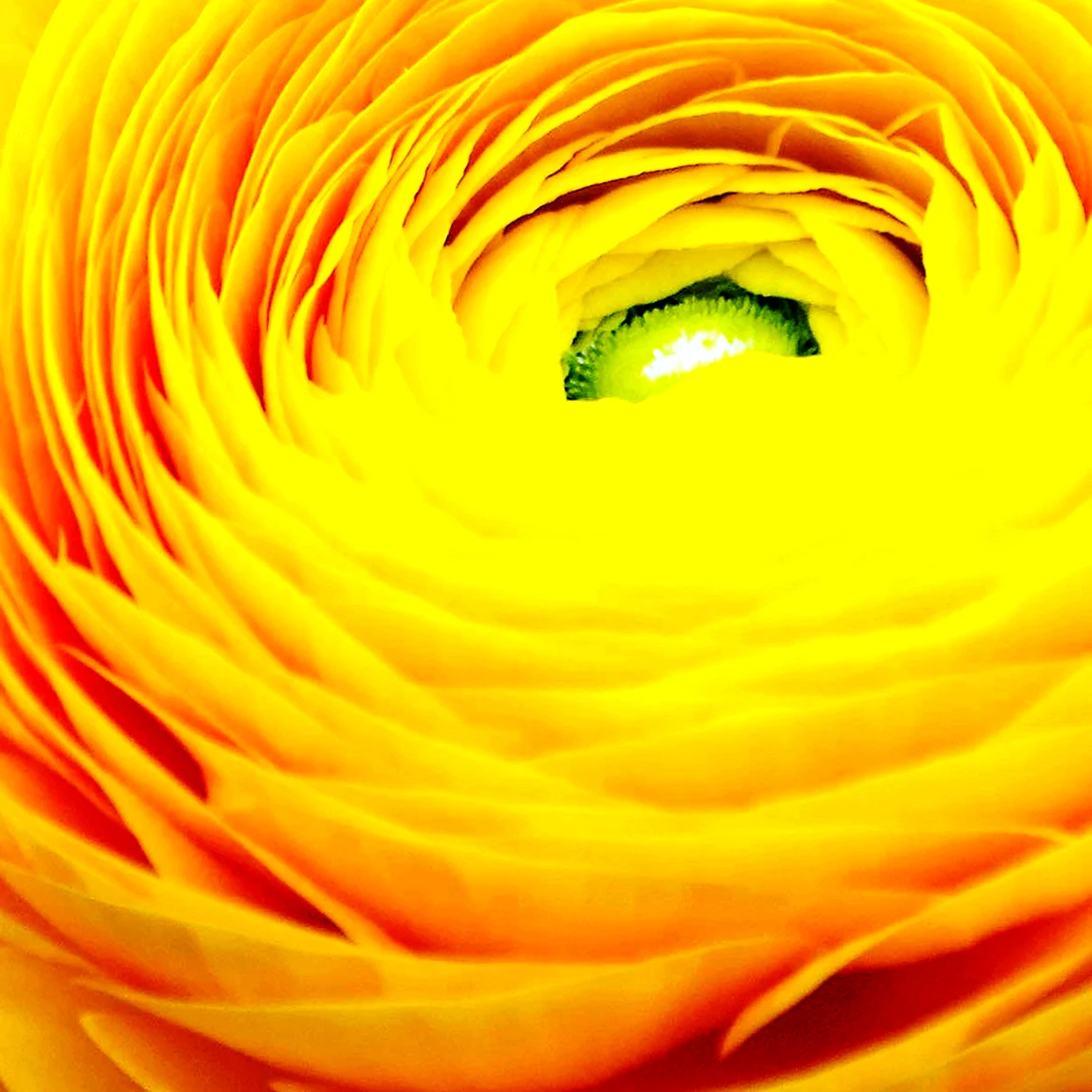 Ранункулюс Yellow Peel