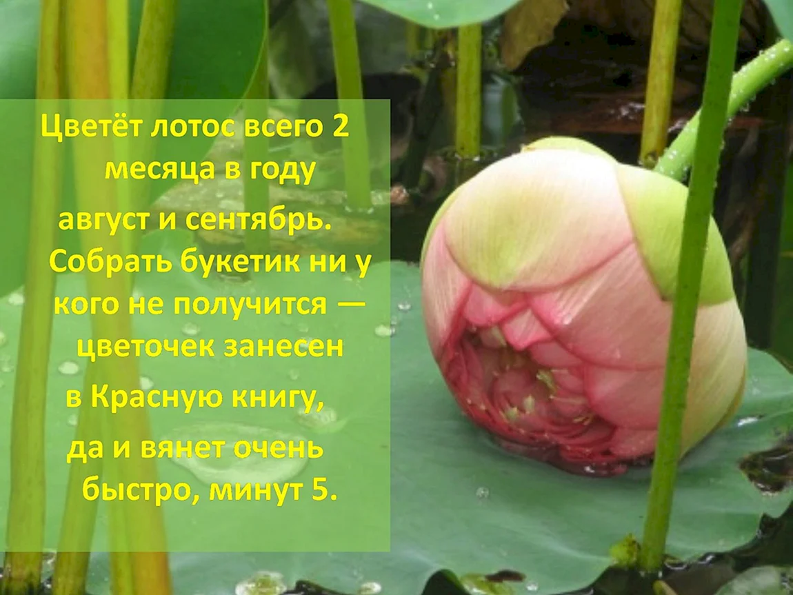 Рассказ о лотосе