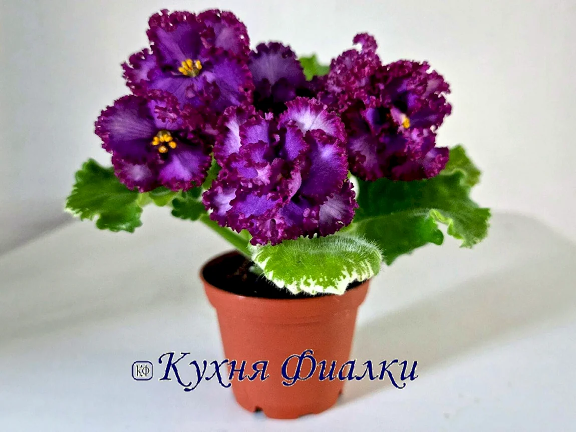 Рюшастые сорта фиалок