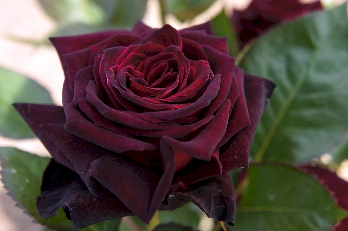 Роза Black-Baccara