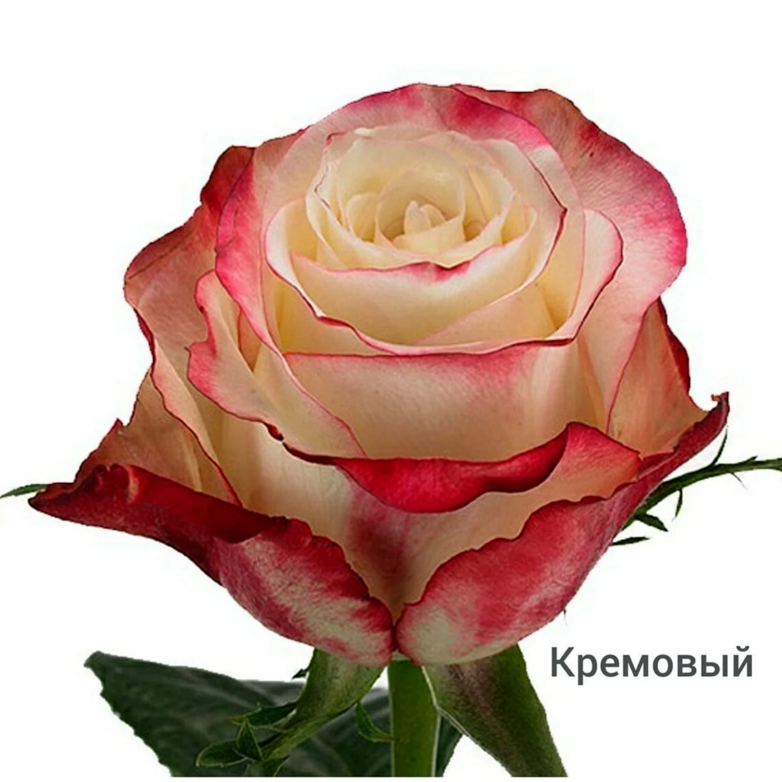 Роза Эквадор Свитнесс