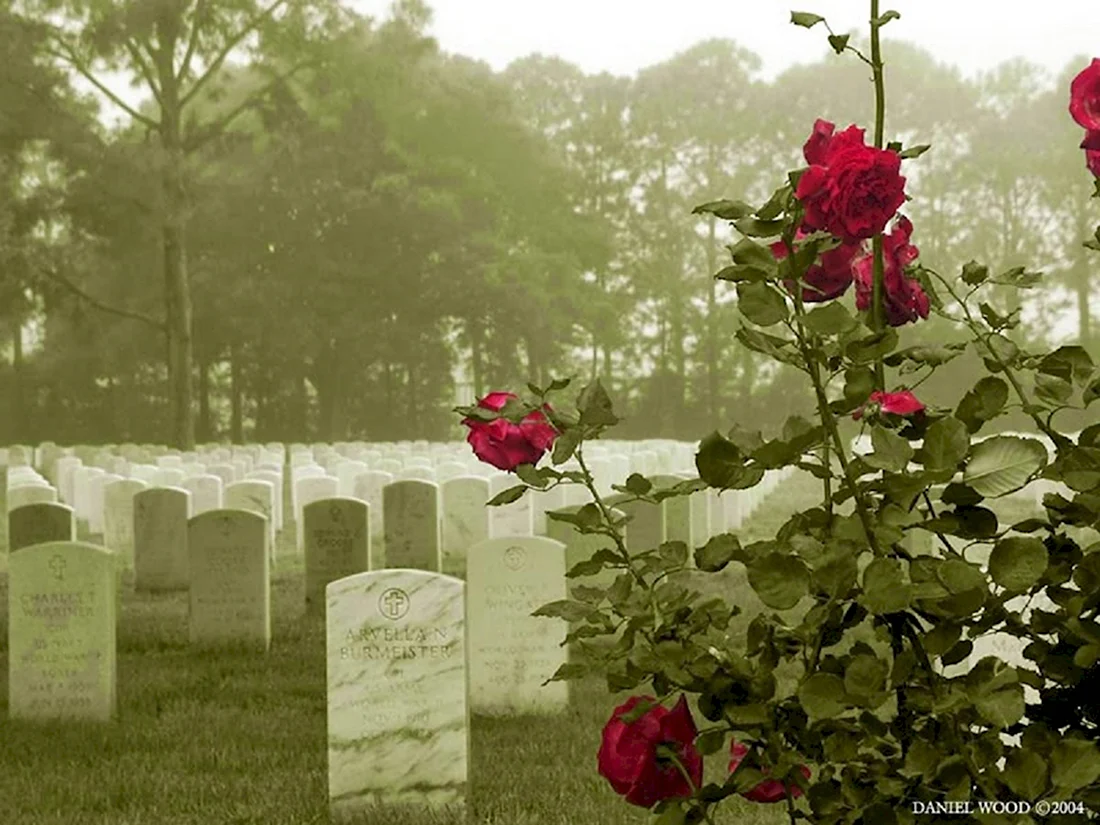 Роза мемориал дей Memorial Day мемориал дей