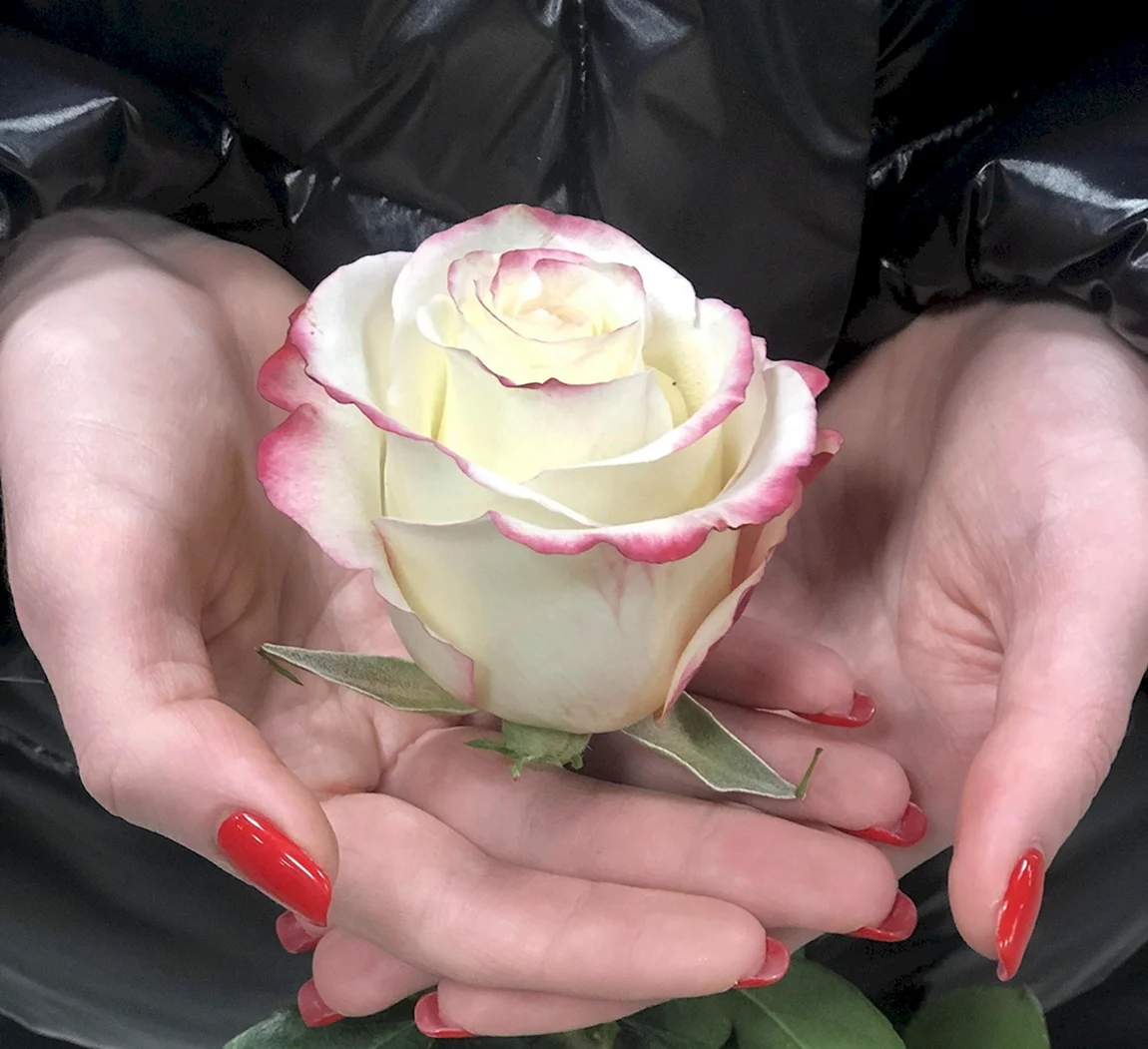 Роза Свитнес