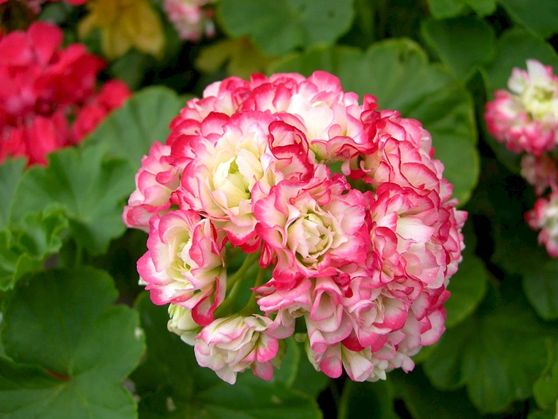 Розебудная пеларгония Appleblossom