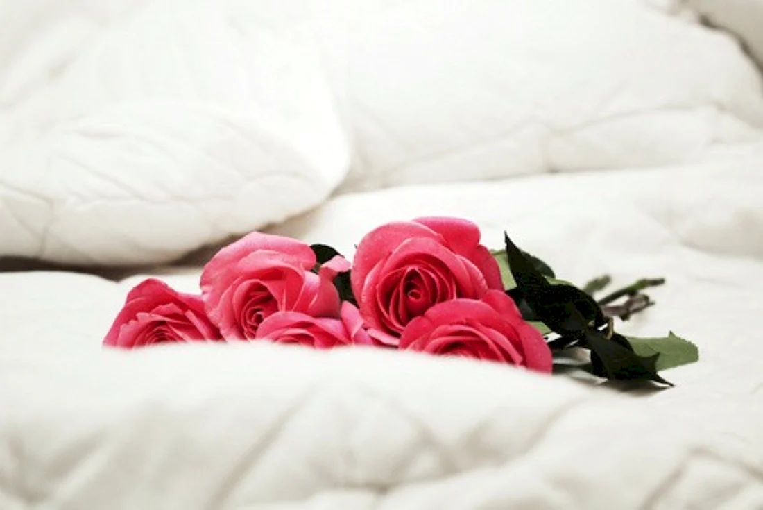 Roses in the bed