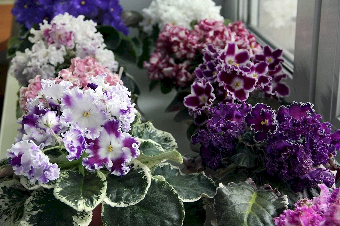 Сенполия зимняя роза