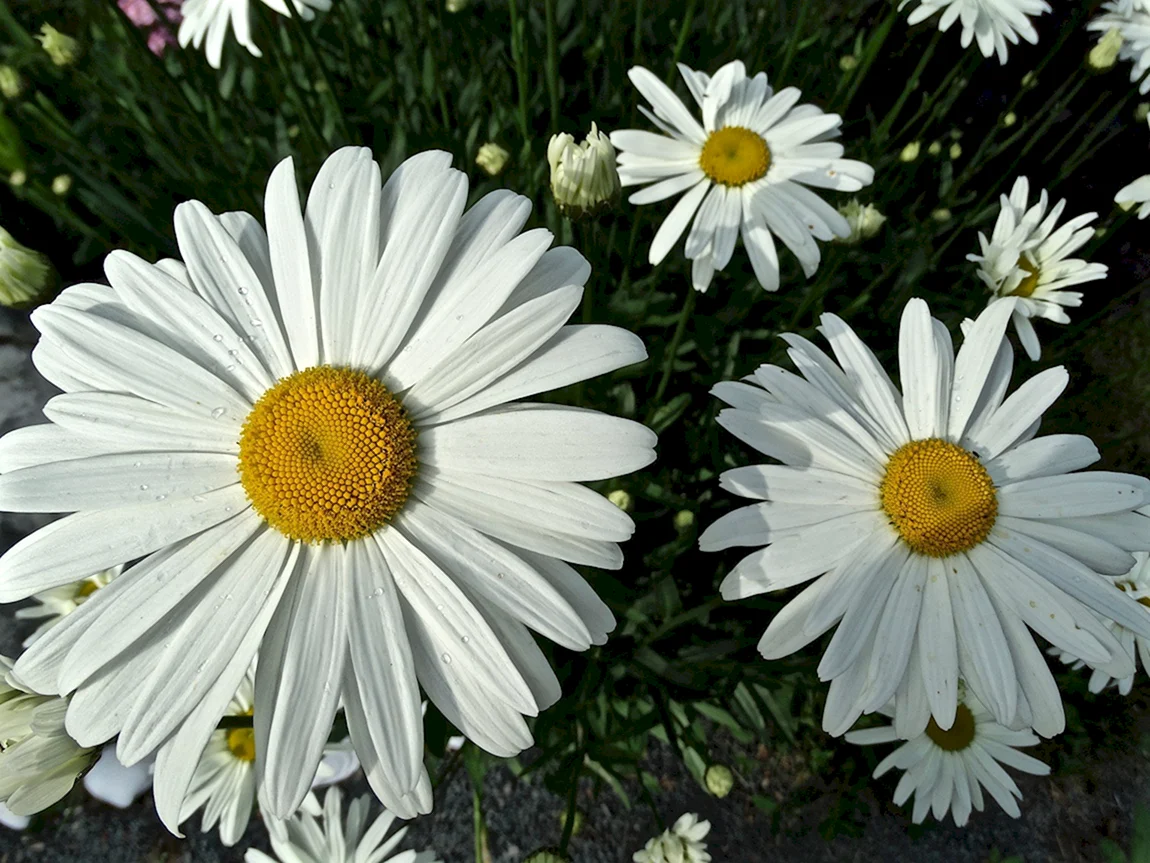 Shasta Daisy