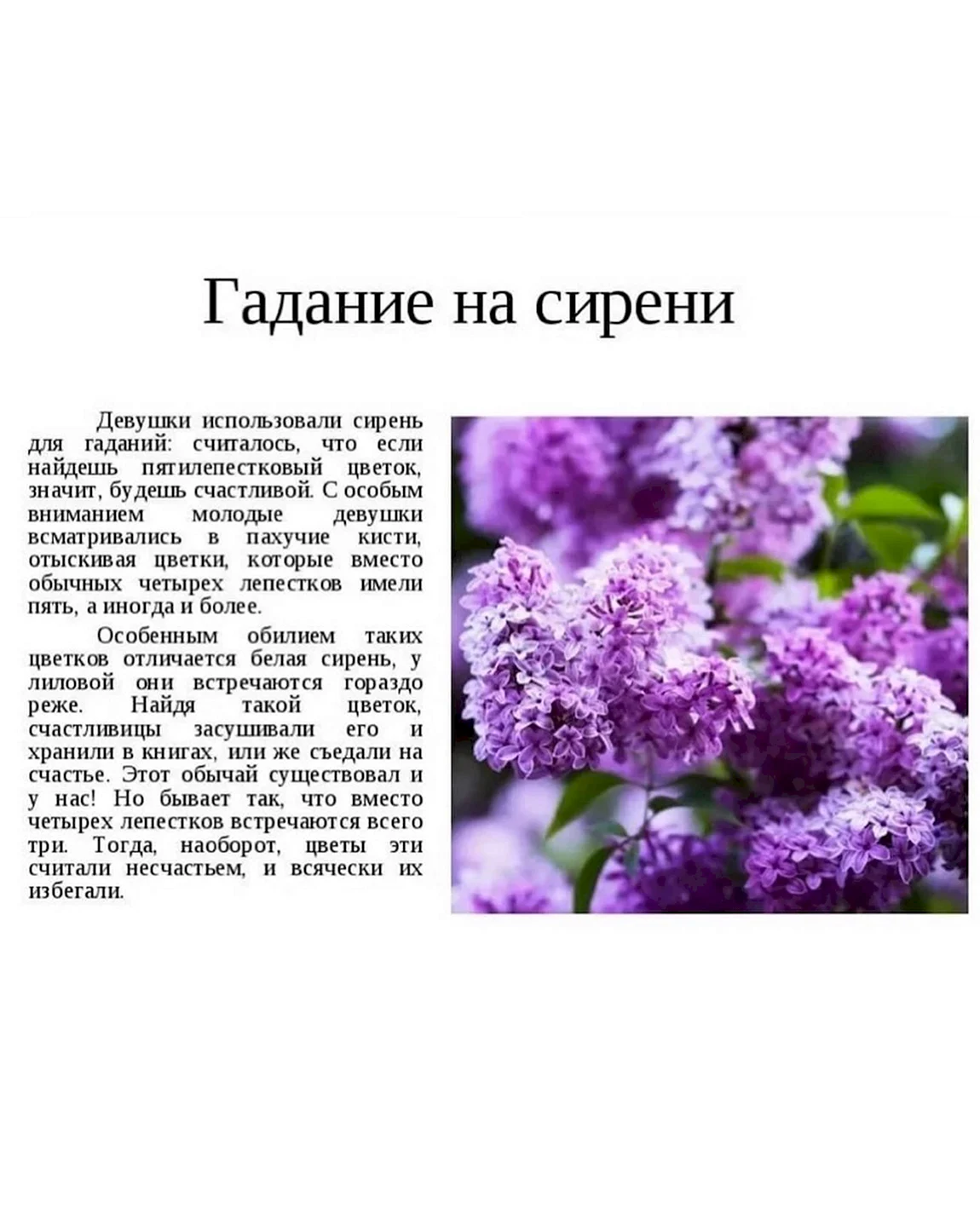 Сирень