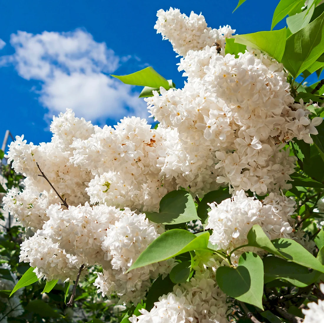 Сирень Амурская