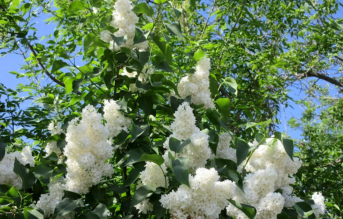 Сирень белая куст