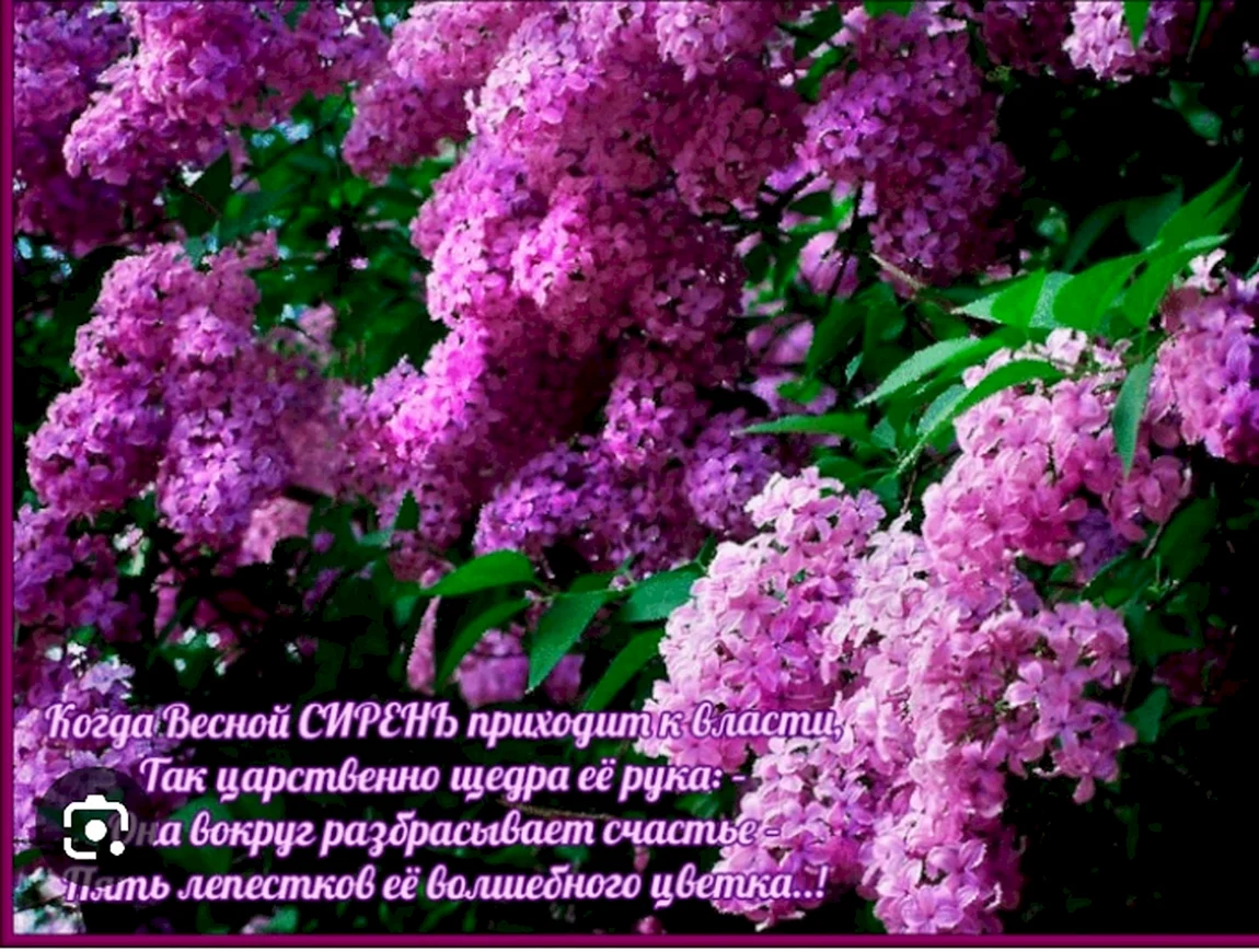 Сирень обыкновенная Индия