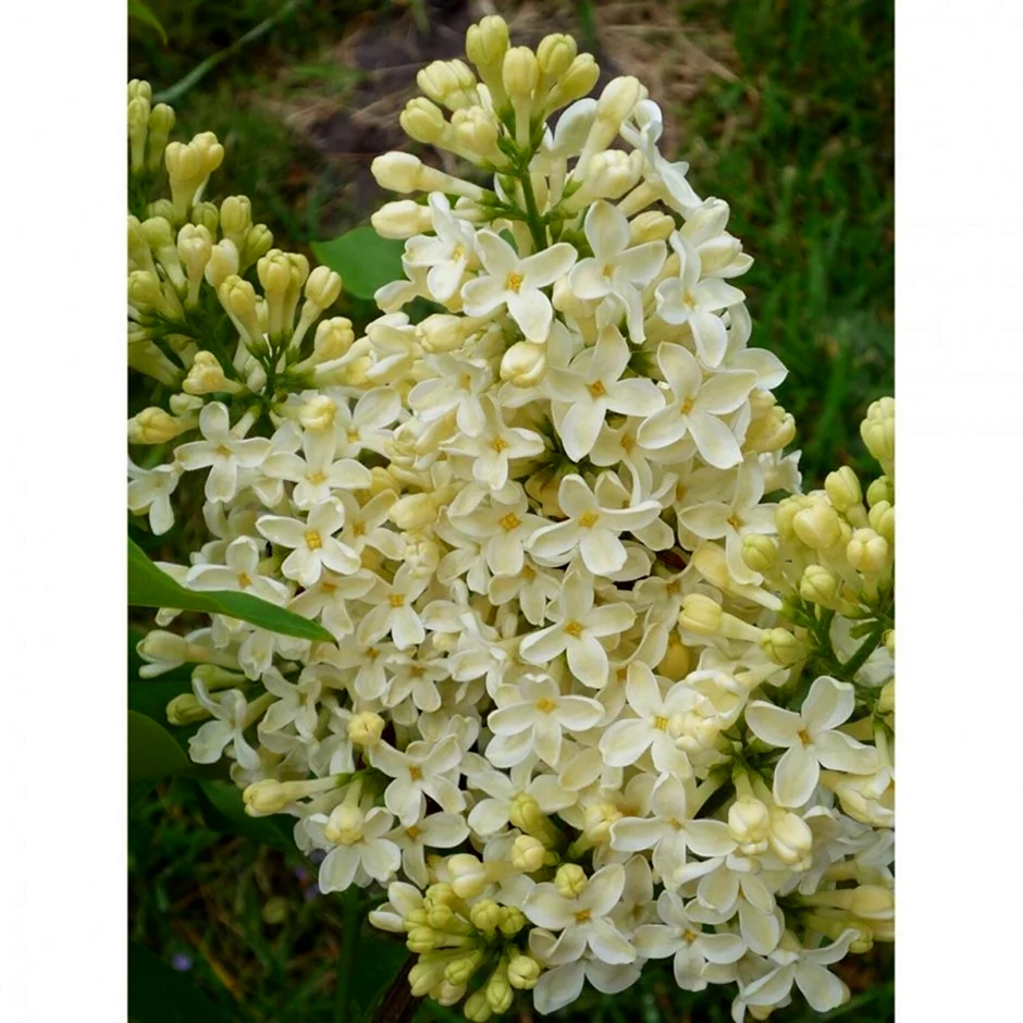 Сирень обыкновенная Primrose