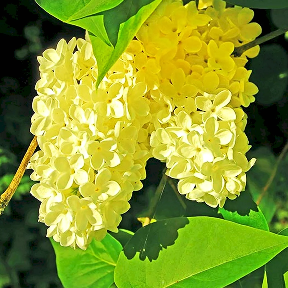 Сирень Примроуз Primrose