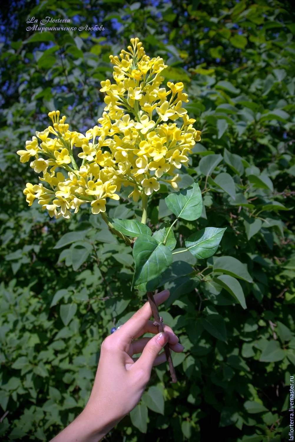 Сирень Примроуз Primrose желтая