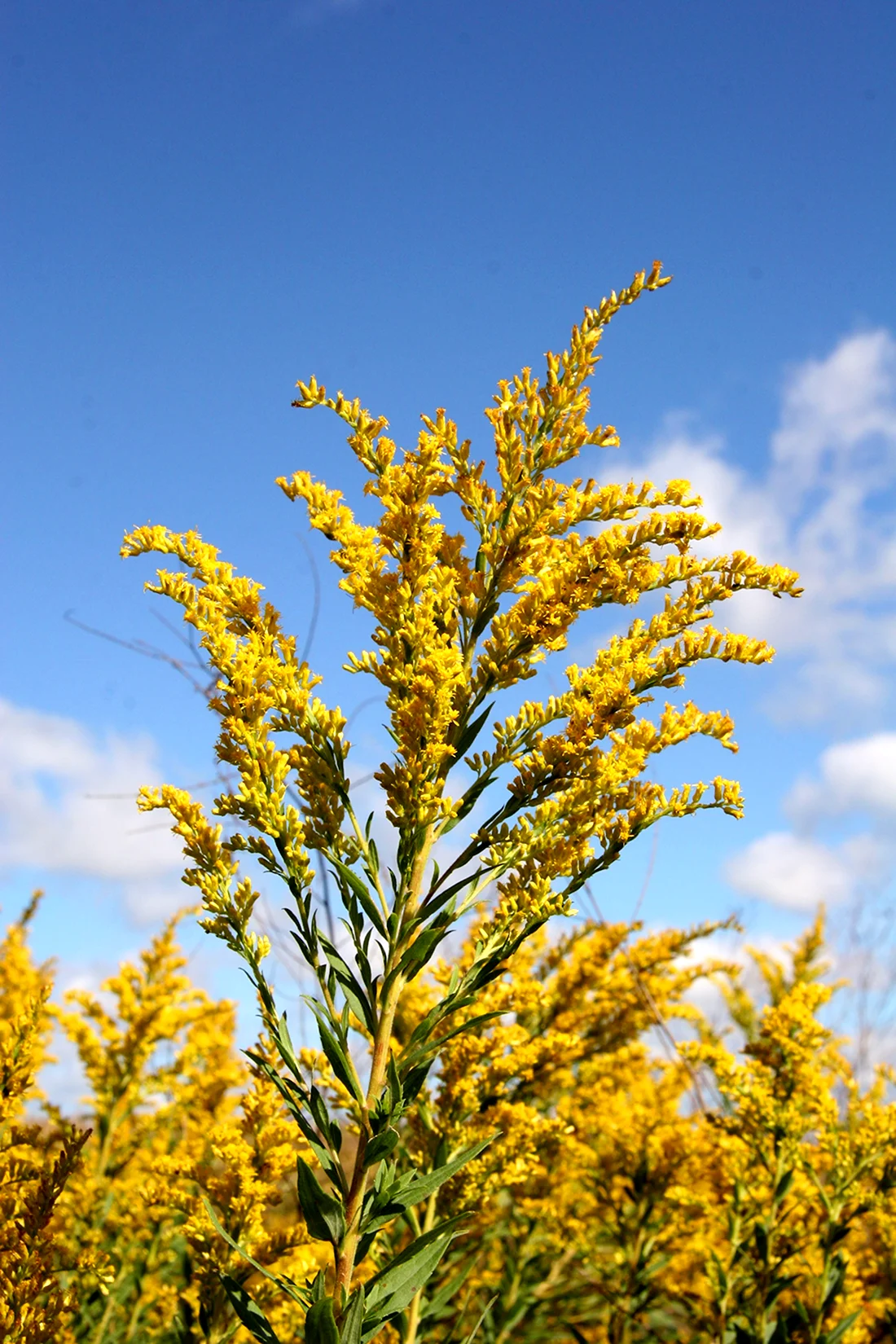 Solidago speciosa