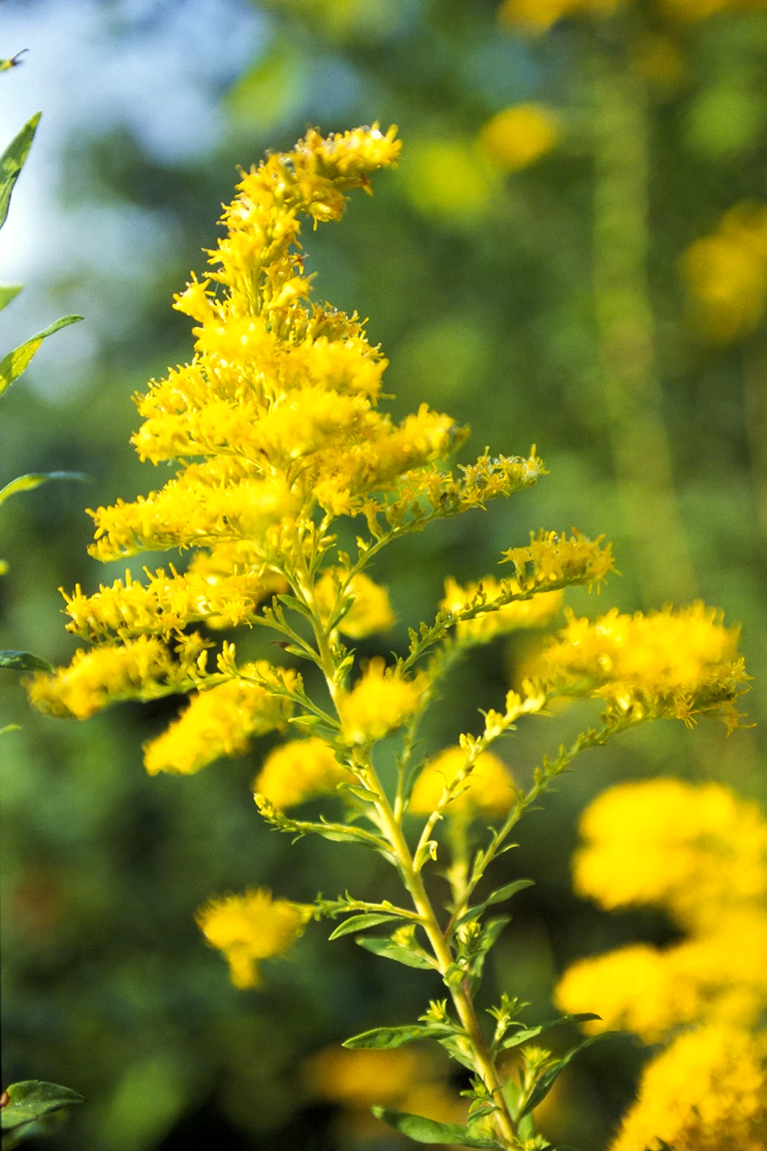 Solidago speciosa