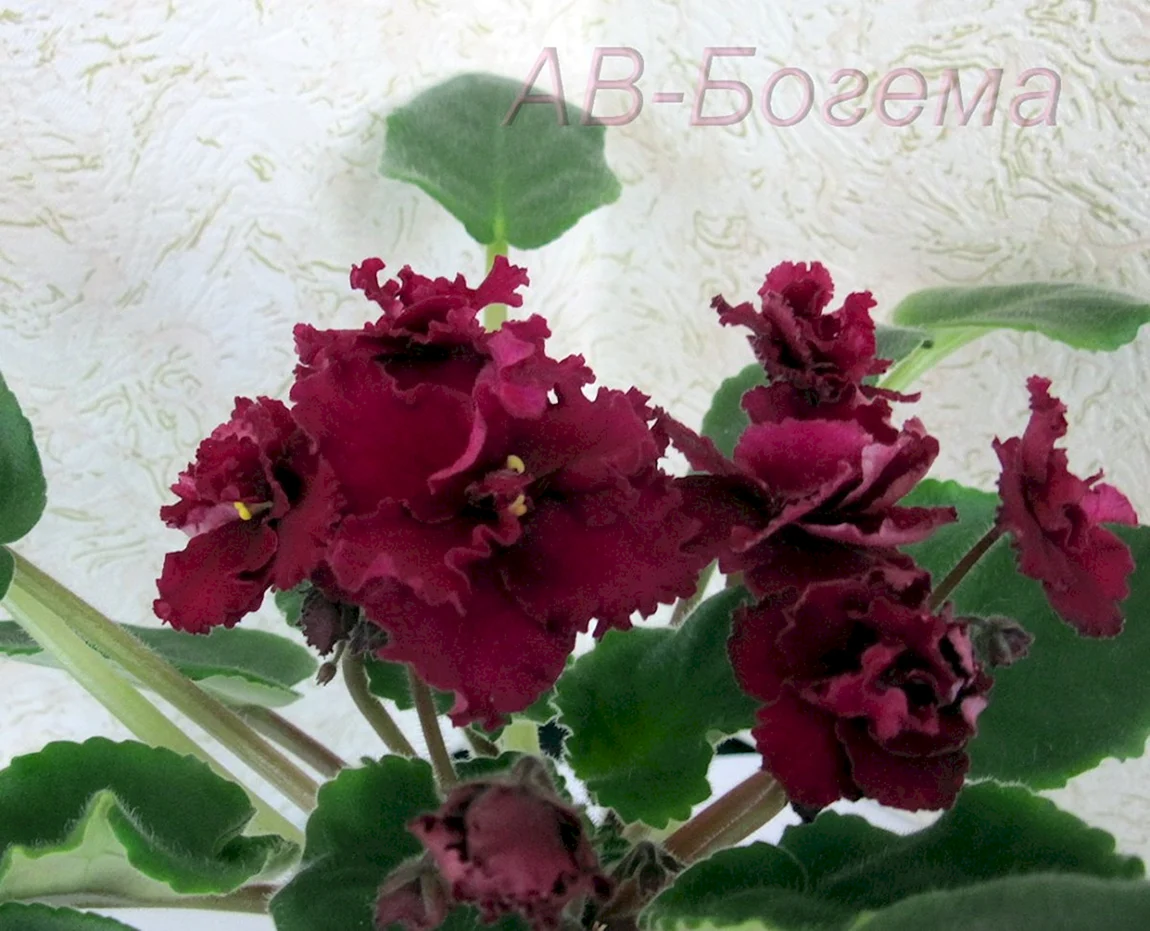 Сорт фиалки АВ Богема