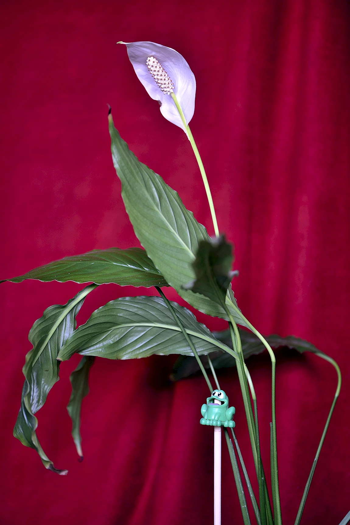 Спатифиллум Уоллиса Spathiphyllum wallisii
