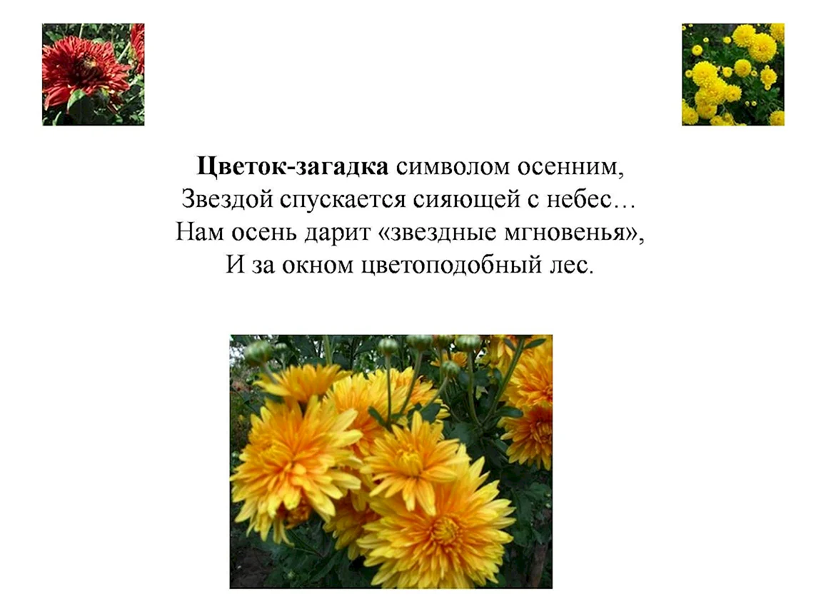 Стихи об осенних цветах